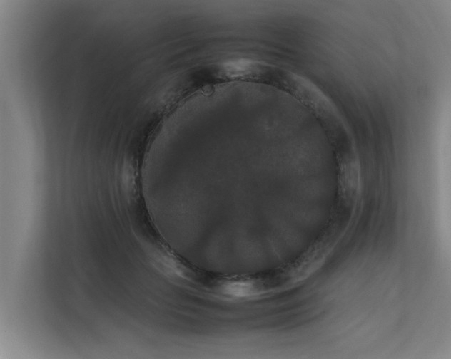 X0000112070653200908041235