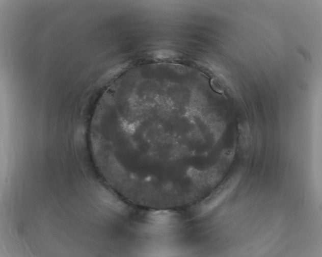 X0000112070269200908111440