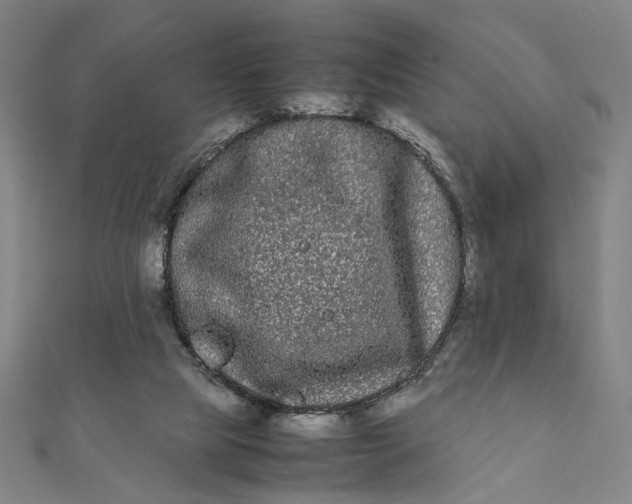 X0000112070065200908181229