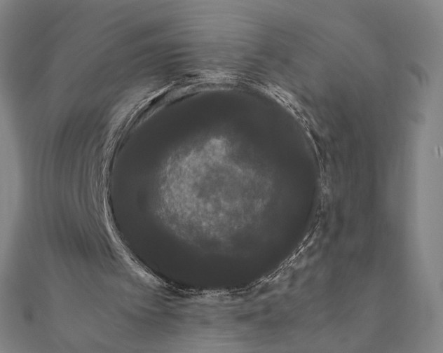 X0000112070097200908181229