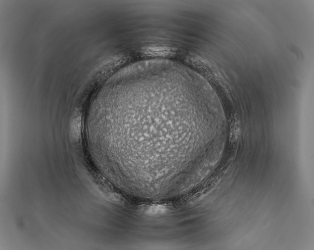 X0000112070647200908181221
