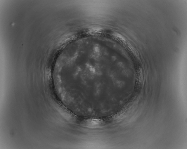X0000112070711200908181220