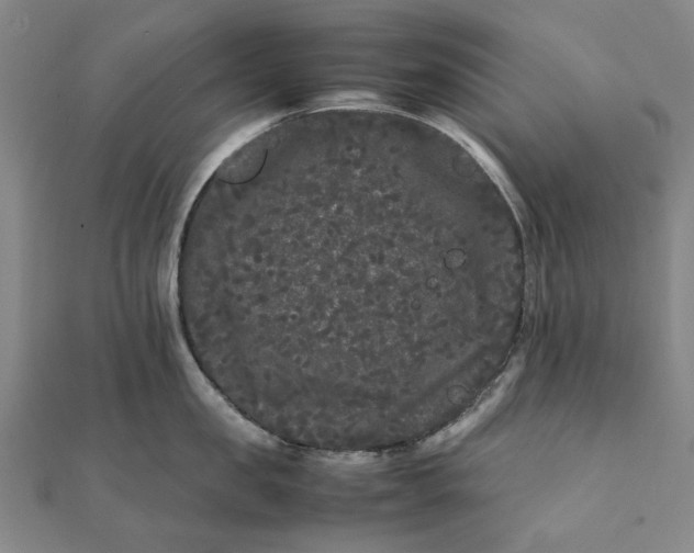 X0000112070957200908181217