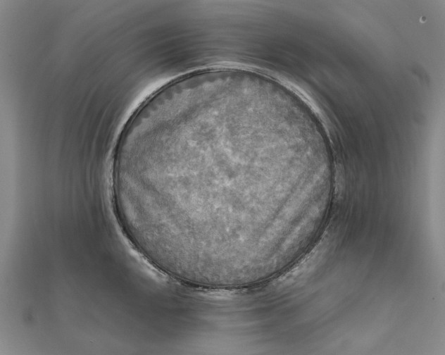 X0000112071048200908181216