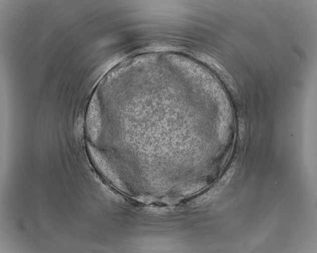 X0000112071185200908181213