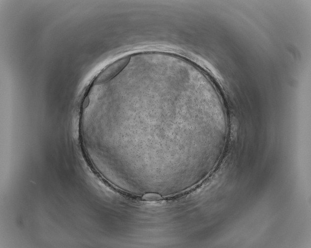 X0000112071504200908181209