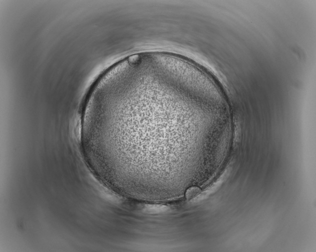 X0000112071509200908181209