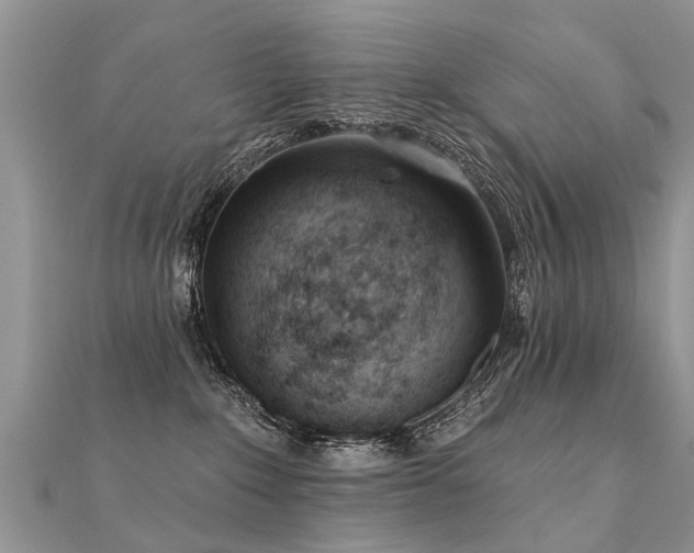 X0000112080235200908111502