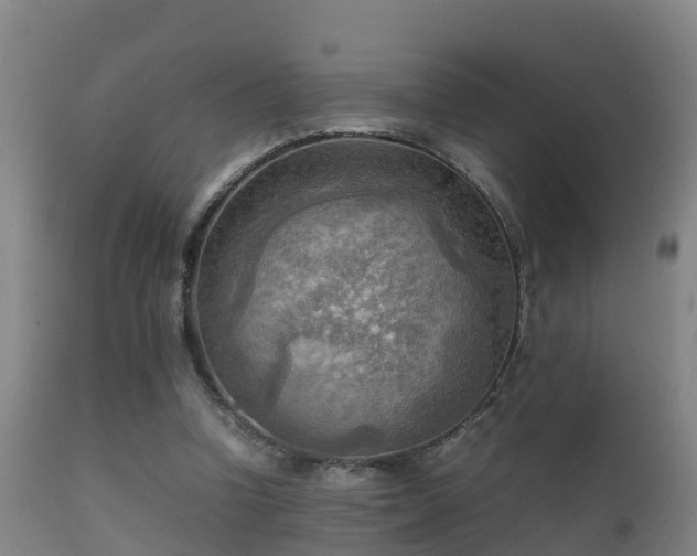 X0000112090346200908111359