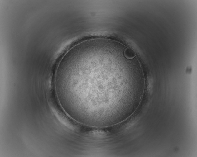 X0000112090636200908111354