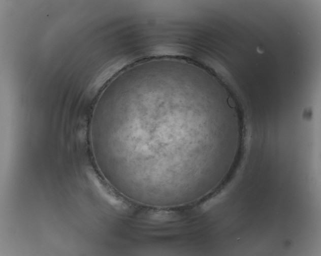 X0000112090833200908111351