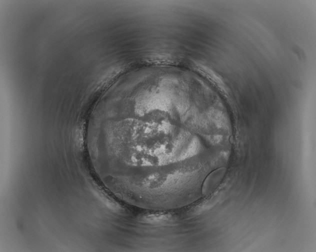 X0000112090065200908181312