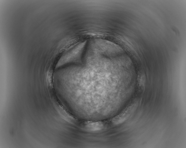 X0000112090185200908181311