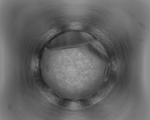 X0000112090308200908181309