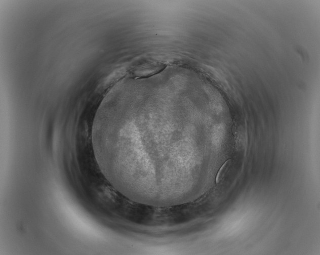 X0000112090335200908181309