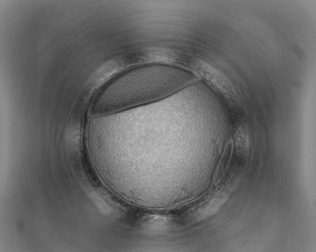 X0000112090352200908181308