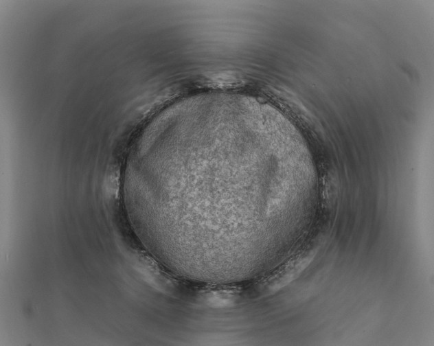 X0000112090368200908181309