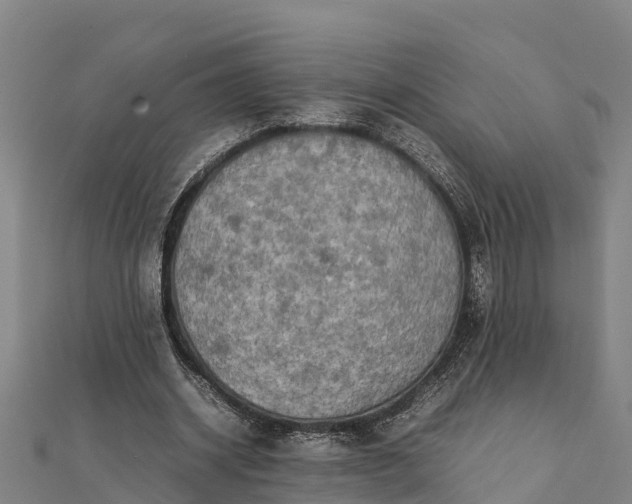 X0000112090534200908181306