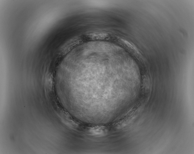 X0000112090761200908181303