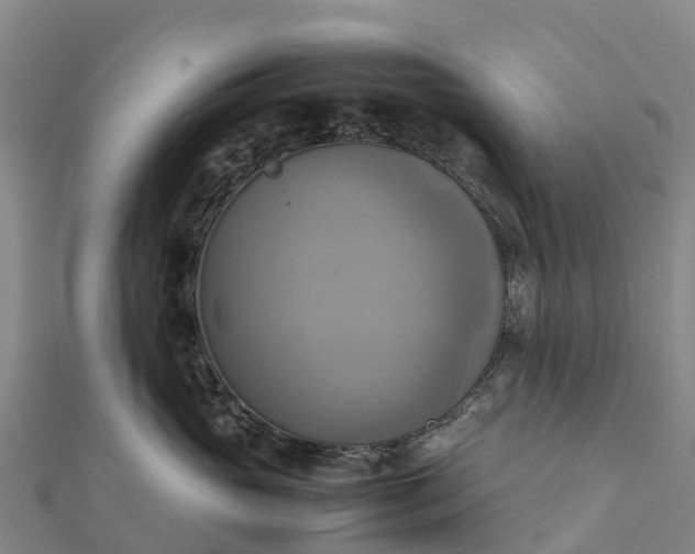 X0000112090765200908181303