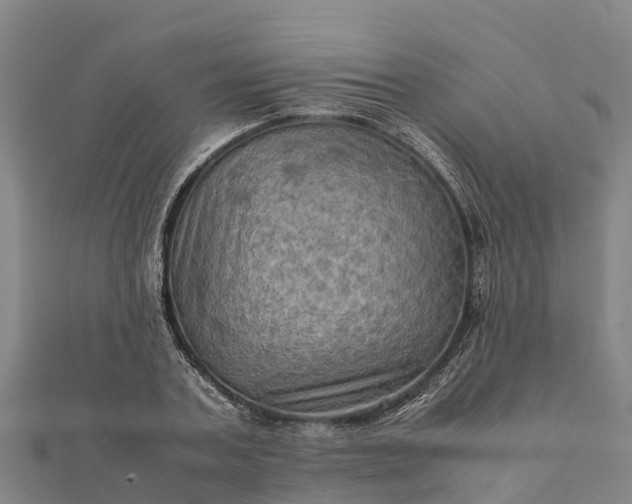 X0000112090787200908181302