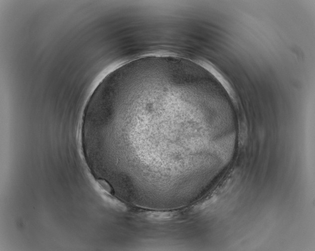 X0000112090861200908181302