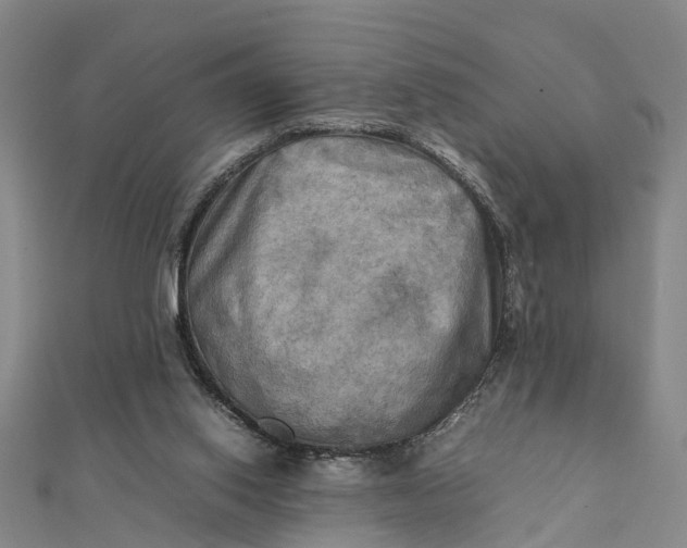 X0000112090062200908251136