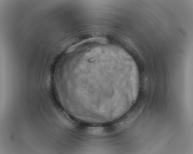 X0000112090266200908251134