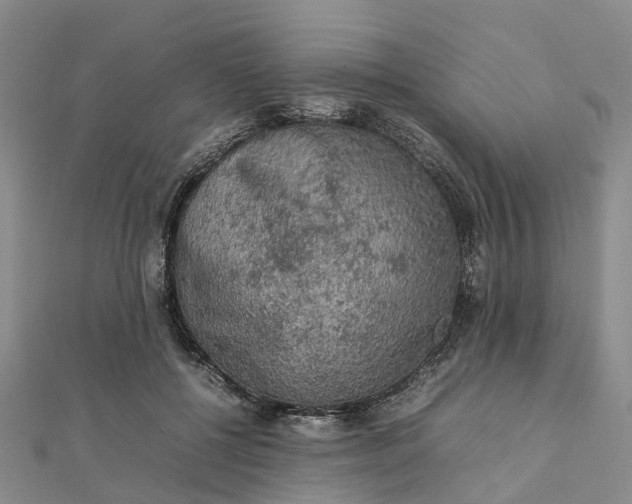 X0000112090552200908251130