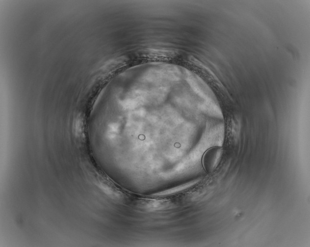 X0000112090663200908251129