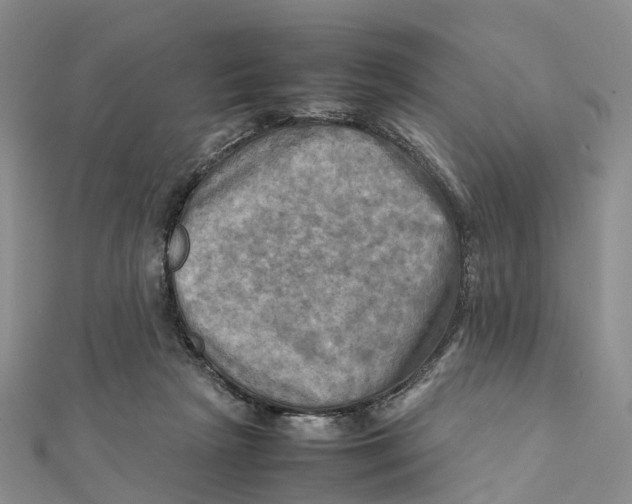 X0000112090265200909011110