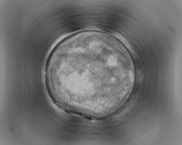 X0000112090955200909011101