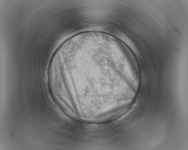 X0000112091436200909011055