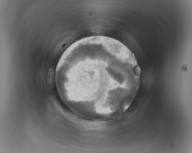 X0000112090036200909151146