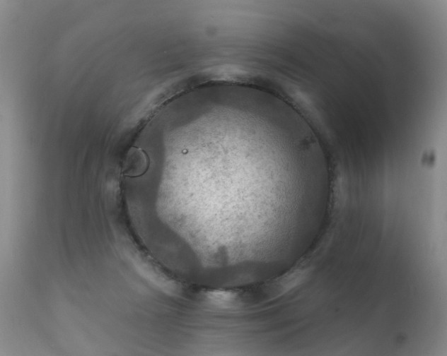 X0000112100265200908111425