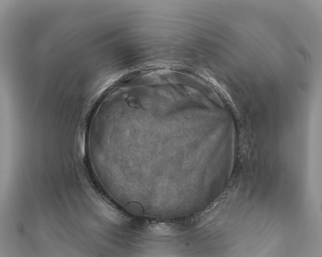 X0000112100062200908181335