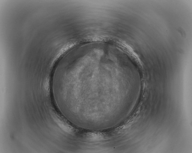 X0000112100250200908181332