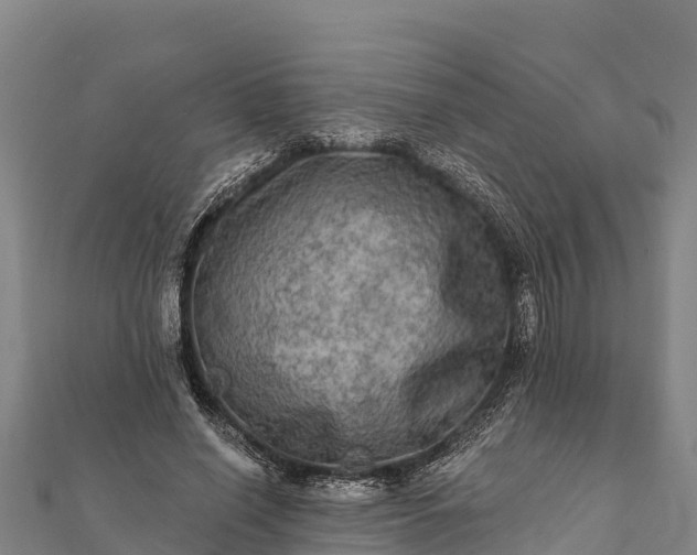 X0000112100638200908181326