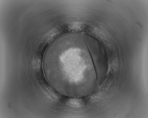 X0000112100708200908181325
