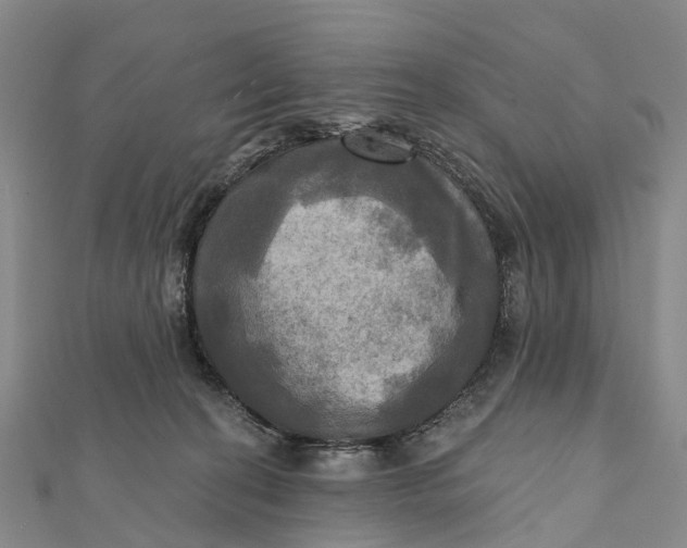 X0000112100274200908251156