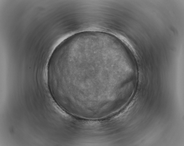 X0000112101238200908251142