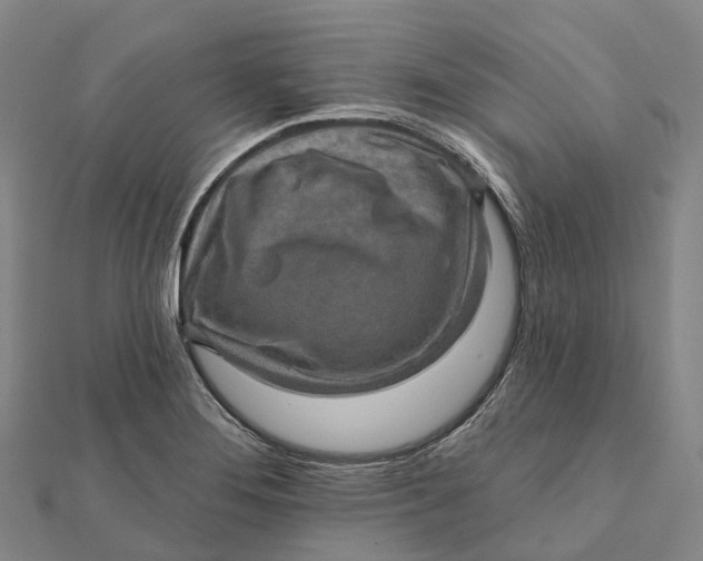 X0000112101276200908251141