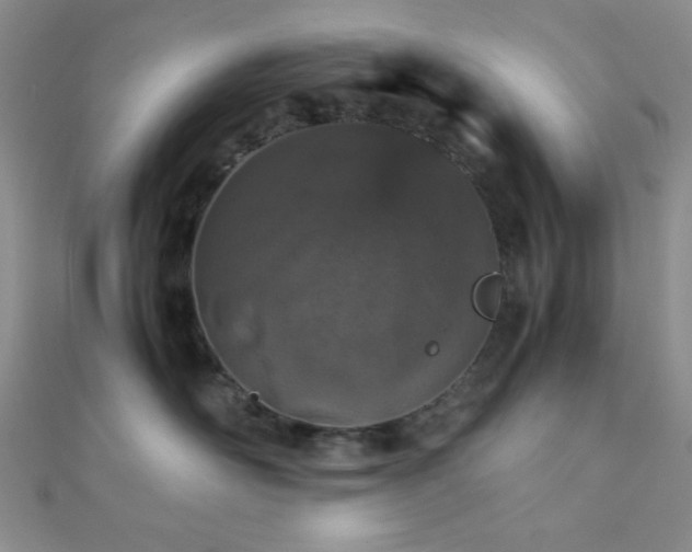 X0000112110526200908041544