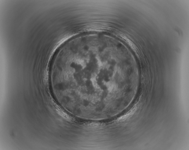 X0000112110779200908041540