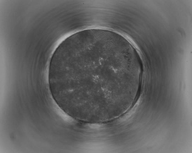 X0000112111246200908041534