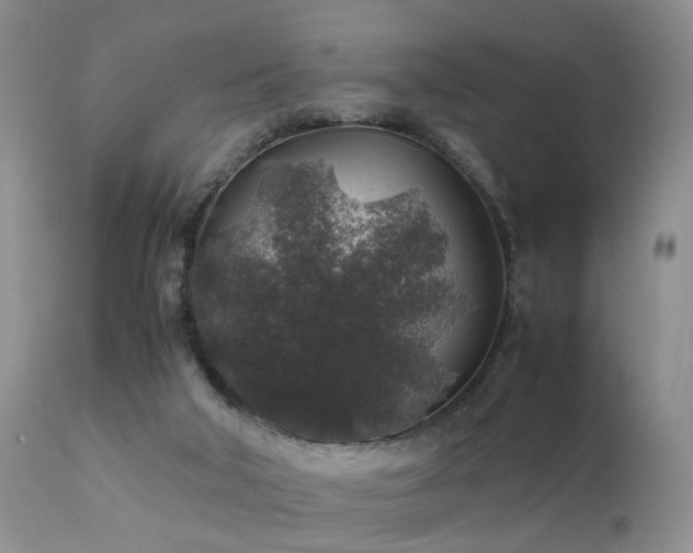 X0000112110018200908111453