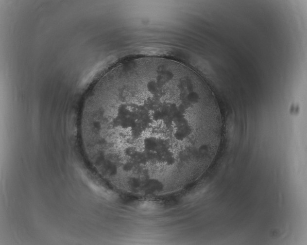 X0000112110303200908111449