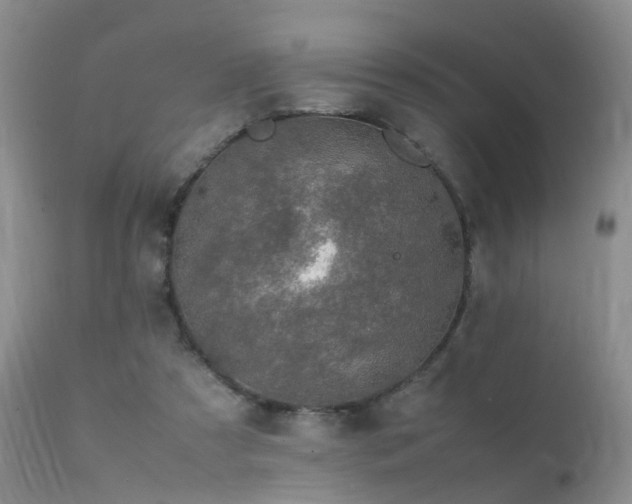 X0000112110305200908111449