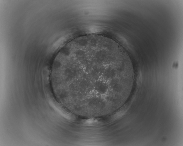 X0000112110366200908111448