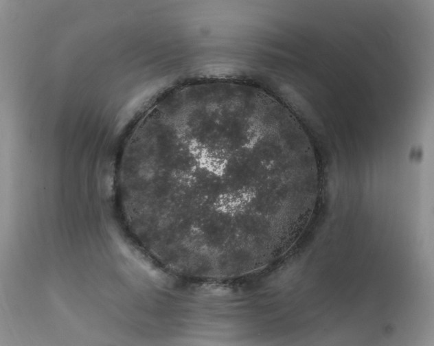 X0000112110640200908111443